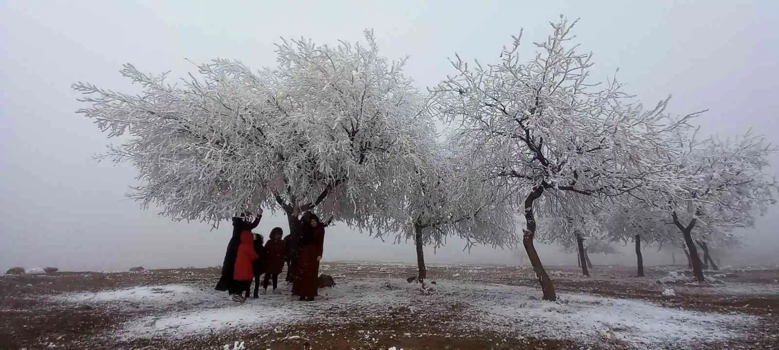 Bitlis’te kırağı tutan ağaçlar kartpostallık görüntü oluşturdu
