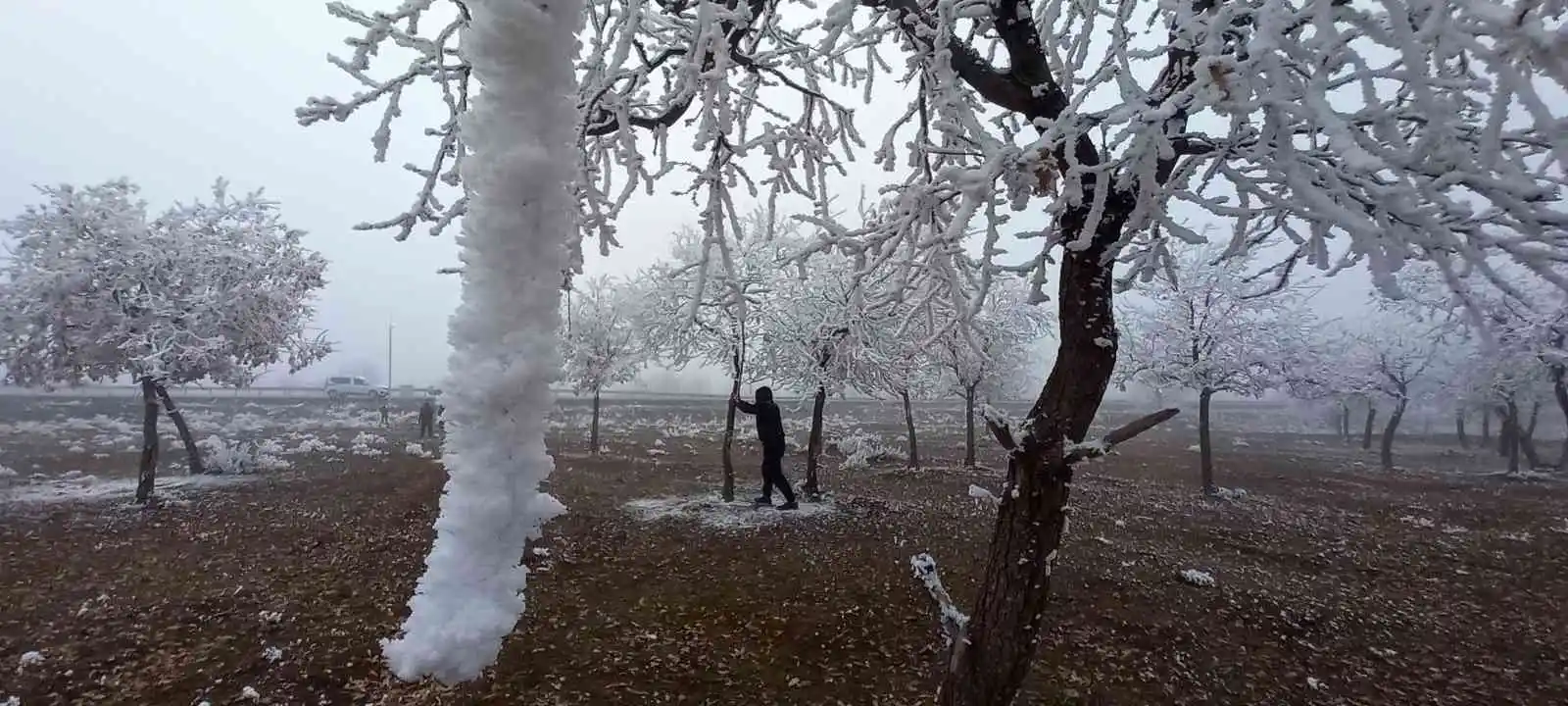 Bitlis’te kırağı tutan ağaçlar kartpostallık görüntü oluşturdu
