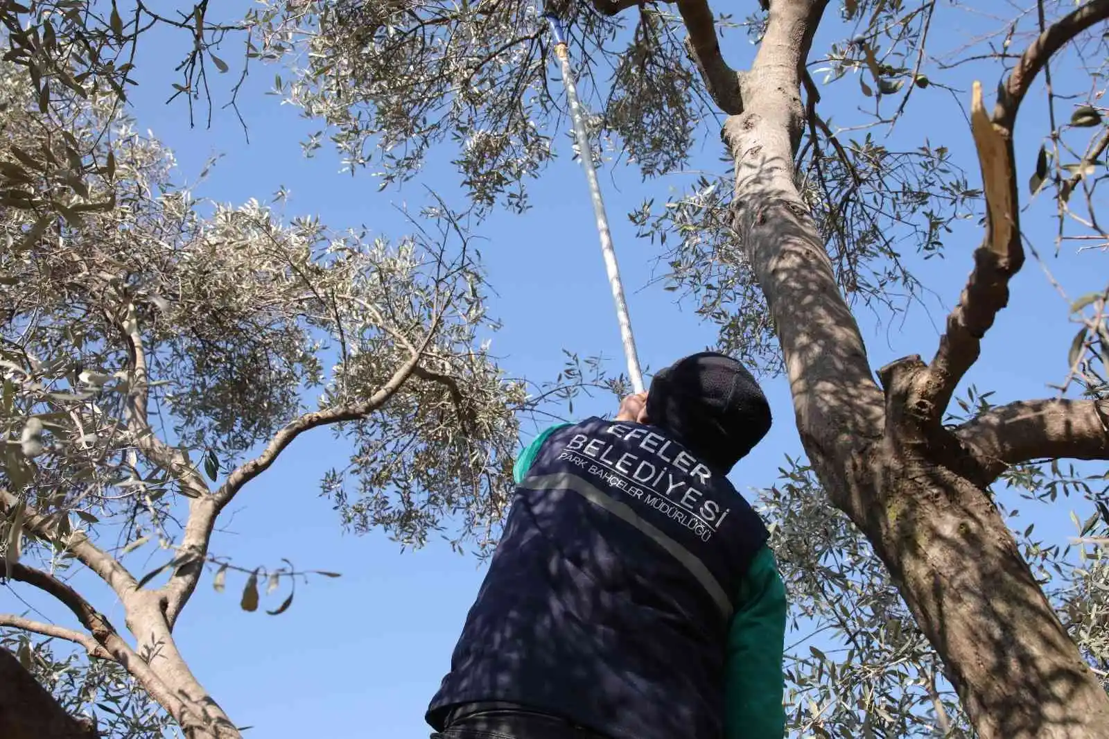 Efeler'de zeytin ağaçları budanmaya başladı
