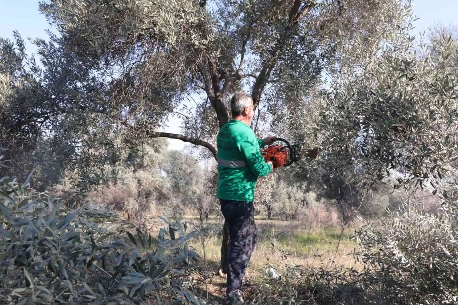 Efeler’de zeytin ağaçları budanmaya başladı
