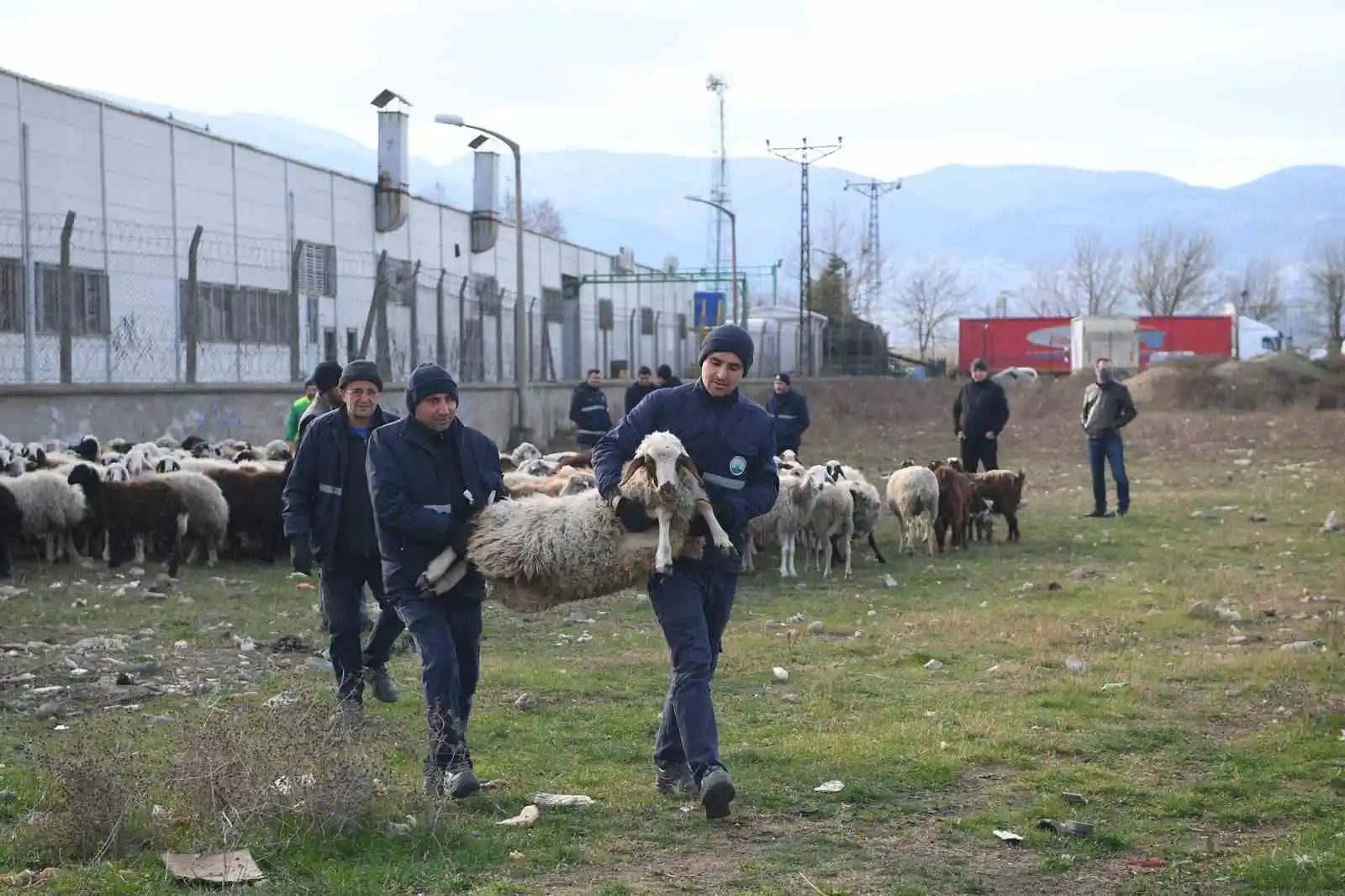 Ekili arazilere zarar veren koyunlara zabıta müdahale etti
