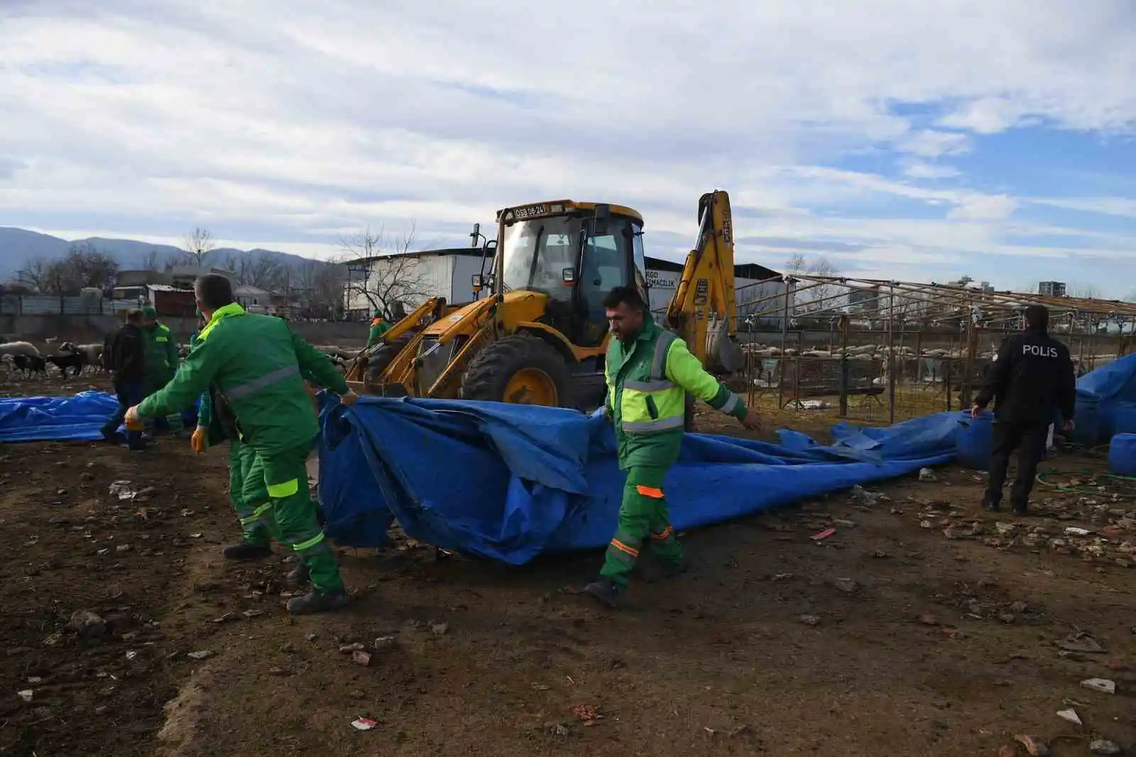 Ekili arazilere zarar veren koyunlara zabıta müdahale etti
