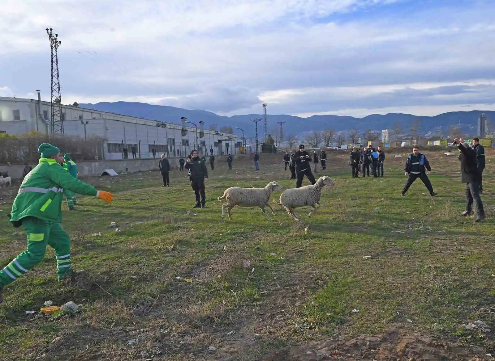 Ekili arazilere zarar veren koyunlara zabıta müdahale etti
