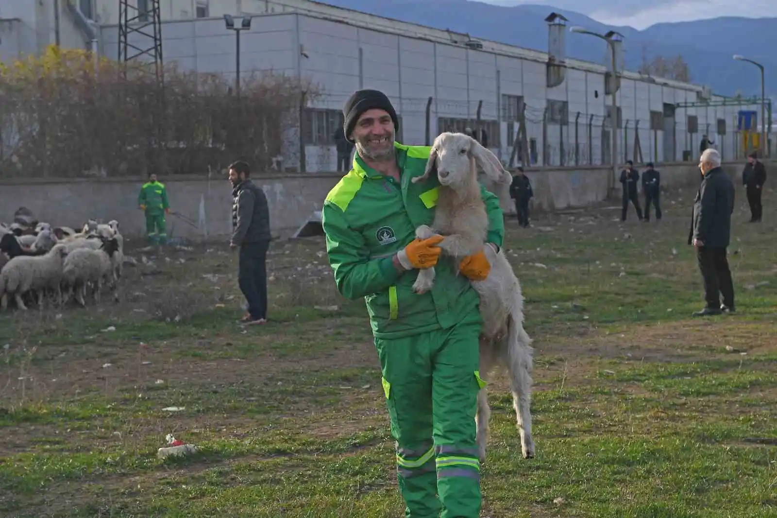 Ekili arazilere zarar veren koyunlara zabıta müdahale etti
