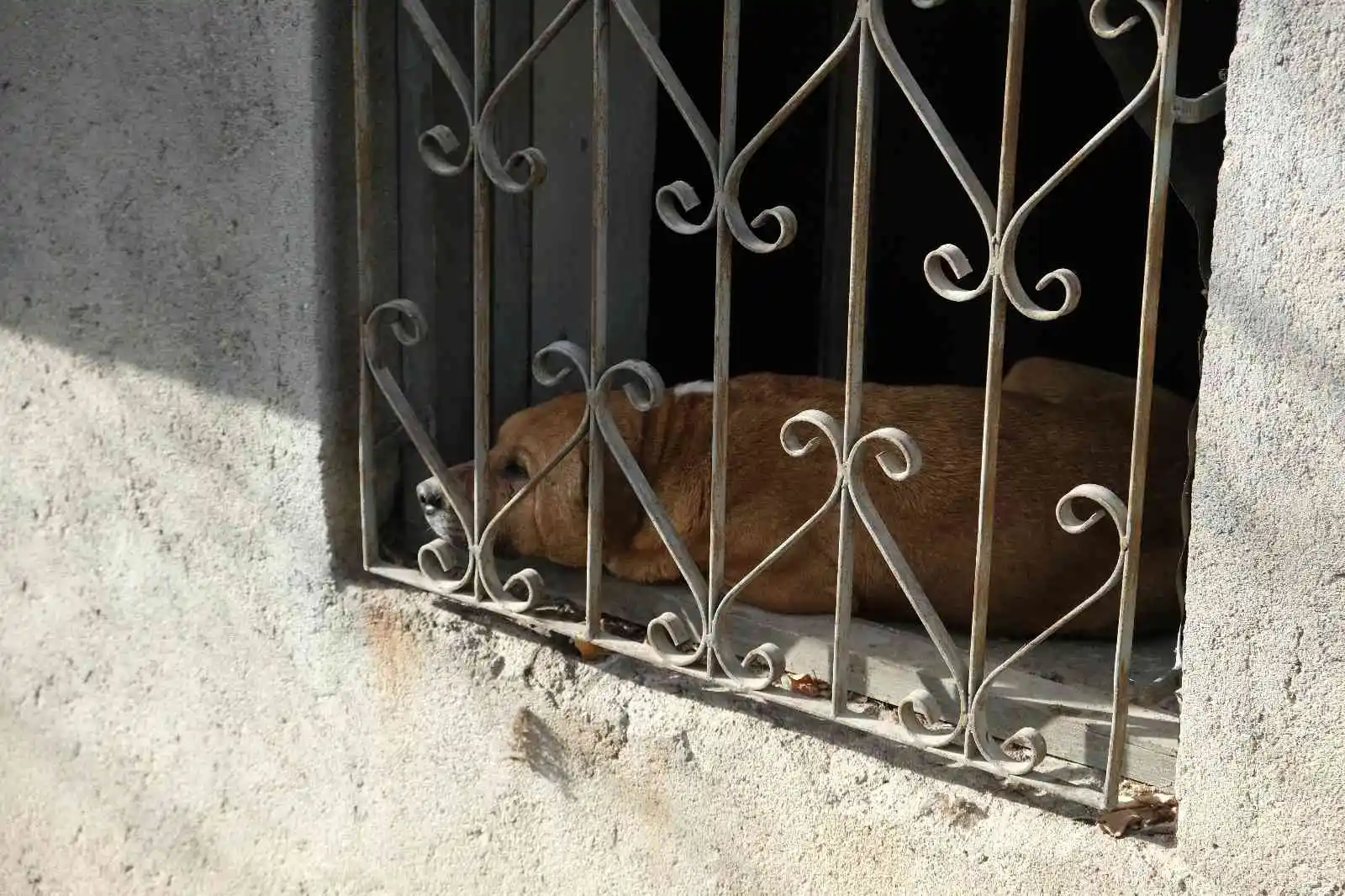 Evin bodrumunda mahsur kalan köpek itfaiye ekiplerince kurtarıldı
