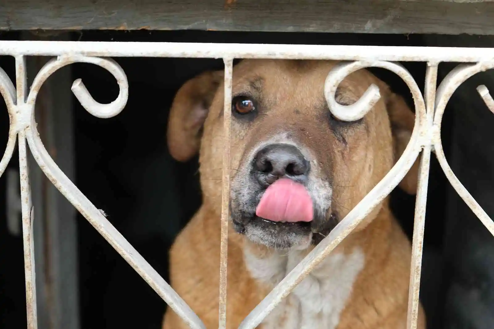 Evin bodrumunda mahsur kalan köpek itfaiye ekiplerince kurtarıldı
