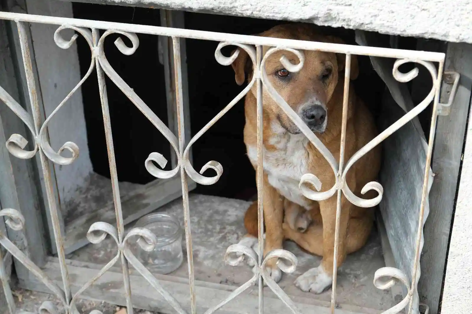 Evin bodrumunda mahsur kalan köpek itfaiye ekiplerince kurtarıldı
