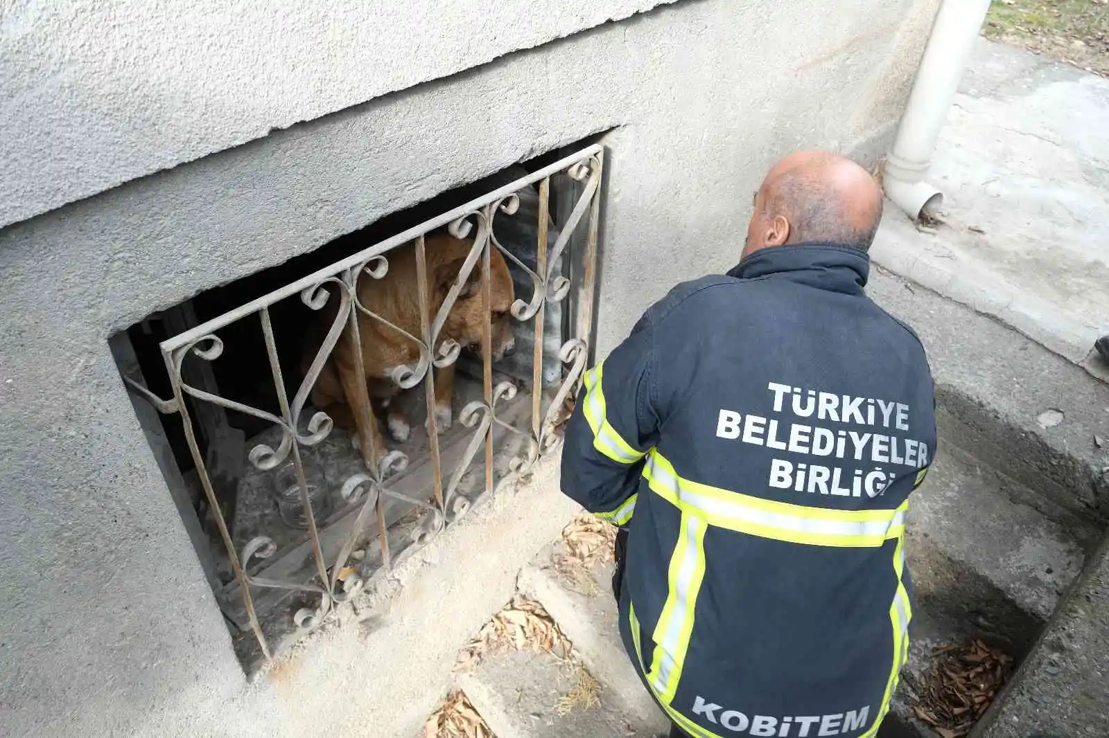 Evin bodrumunda mahsur kalan köpek itfaiye ekiplerince kurtarıldı
