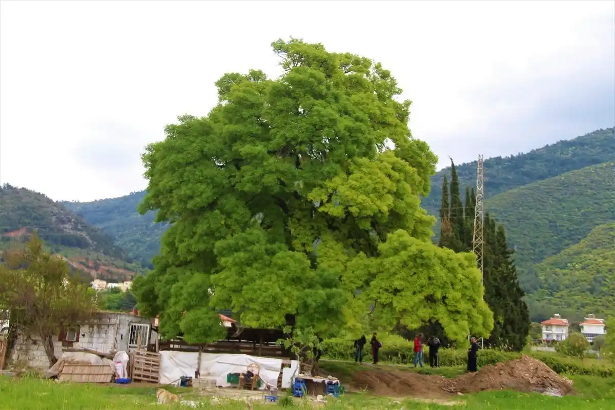 Fırtına, 2 asırlık ağacı devirdi
