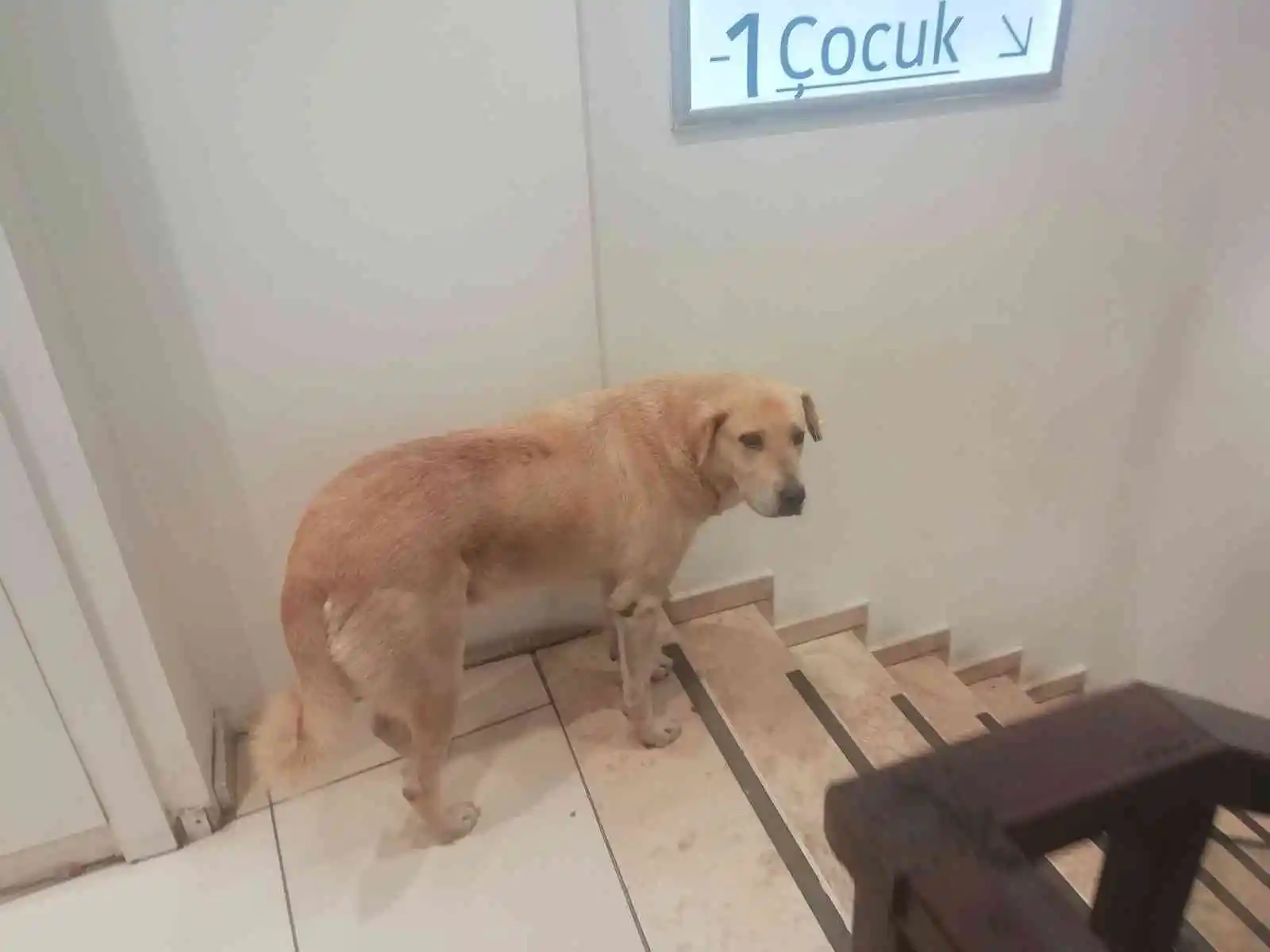 İşletmenin sürekli müşterisi olan sevimli köpek
