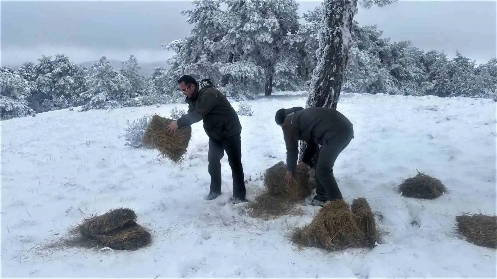 Kütahya OBM'den yaban hayvanlarına yem desteği
