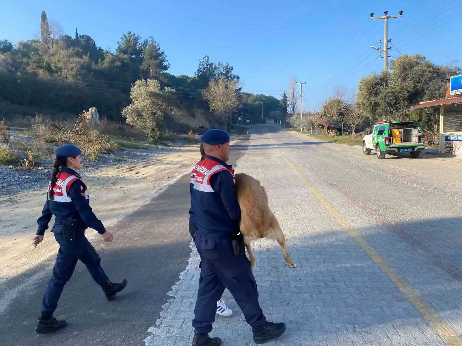 Yaralı köpek, jandarma tarafından kurtarıldı
