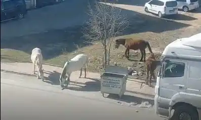 Başıboş atlar çevre rahatsızlığına neden oluyor
