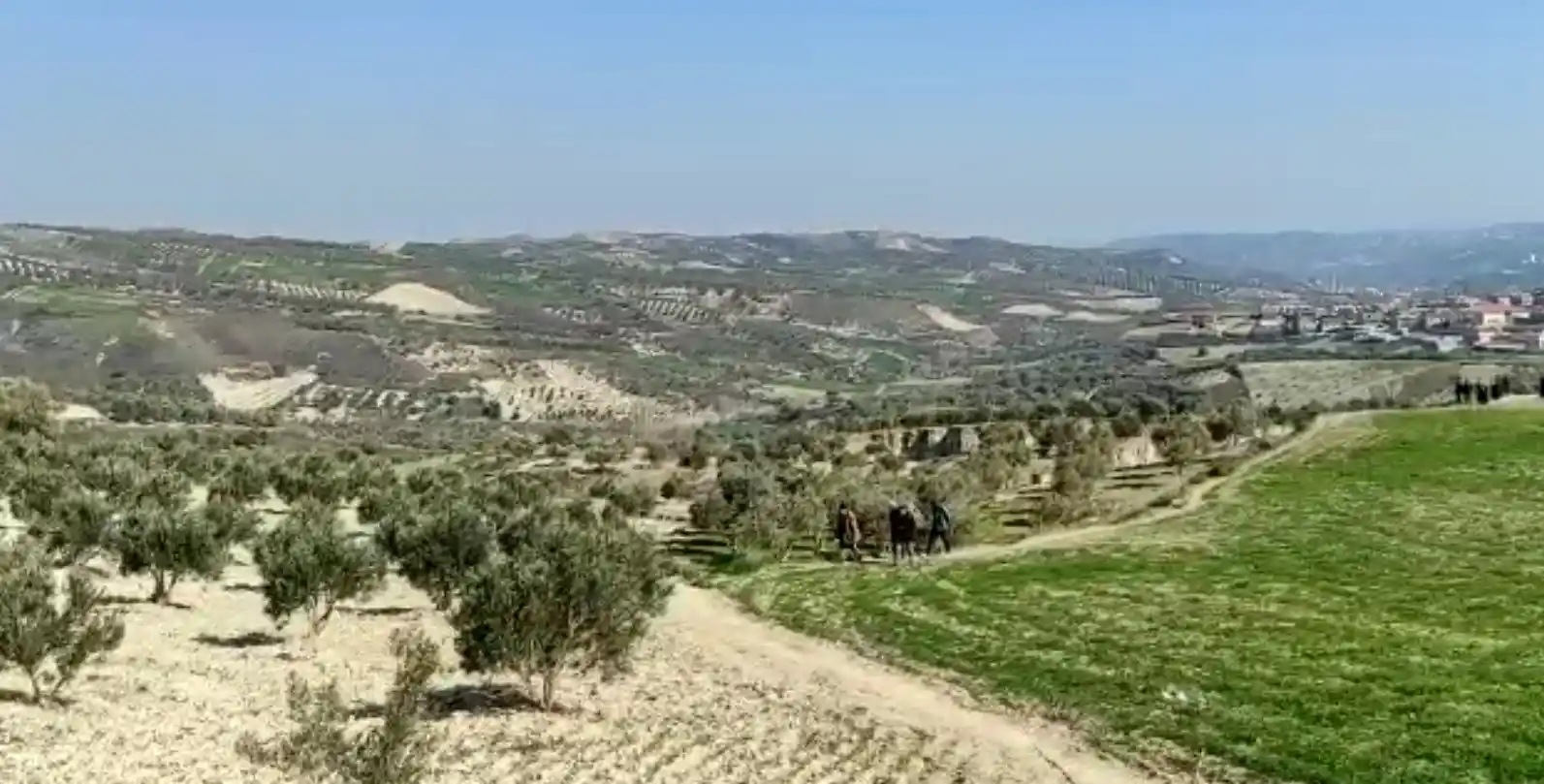 Bilim adamaları Tepehan köyündeki 35 dönümlük zeytin bahçesini inceliyor
