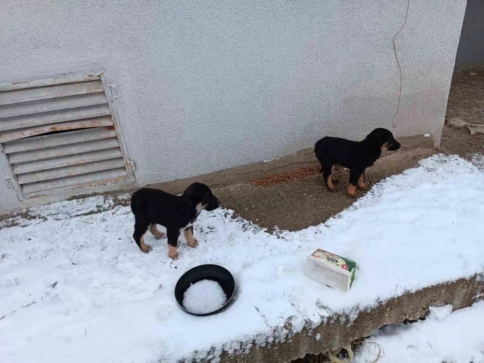 Emet Belediyesi’nden sokak hayvanlarına yem ve mama desteği
