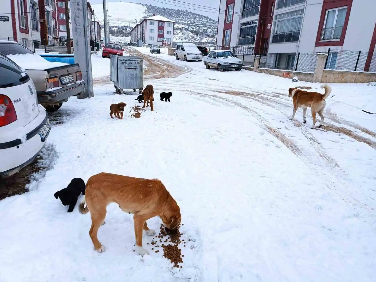 Emet Belediyesi’nden sokak hayvanlarına yem ve mama desteği
