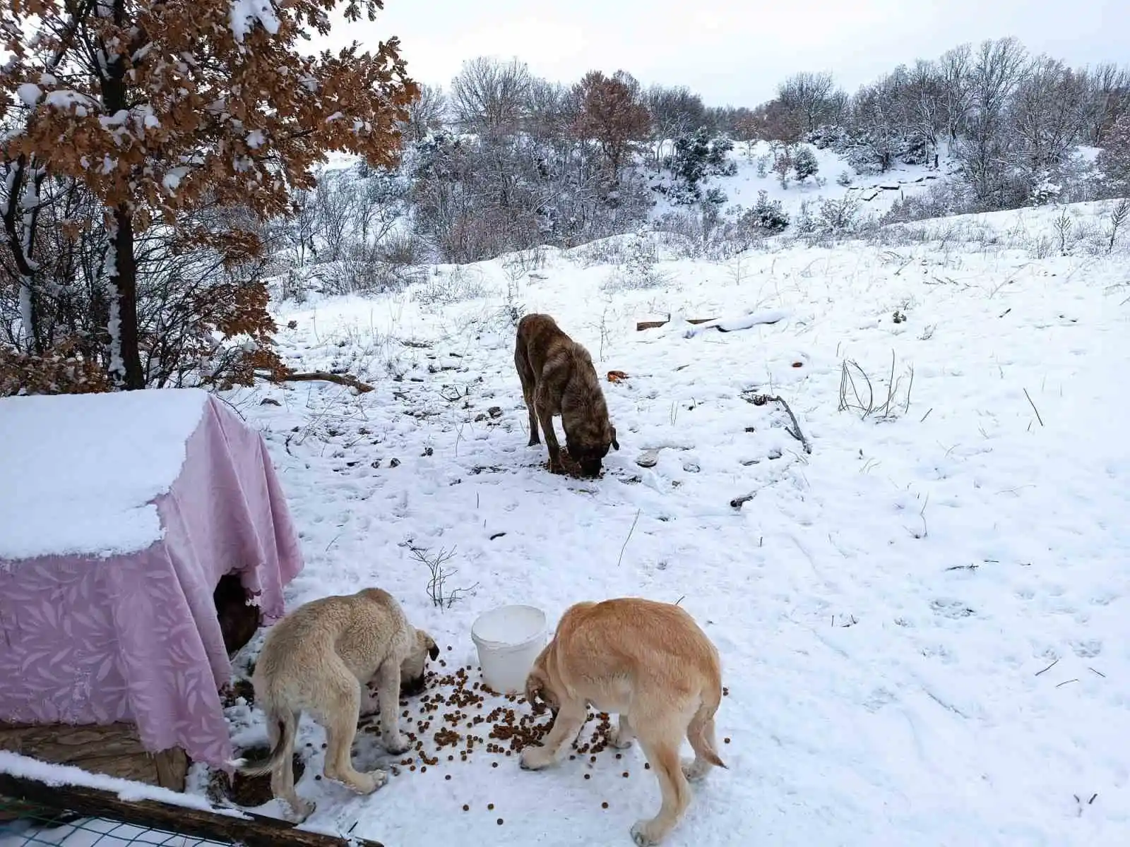 Emet Belediyesi’nden sokak hayvanlarına yem ve mama desteği
