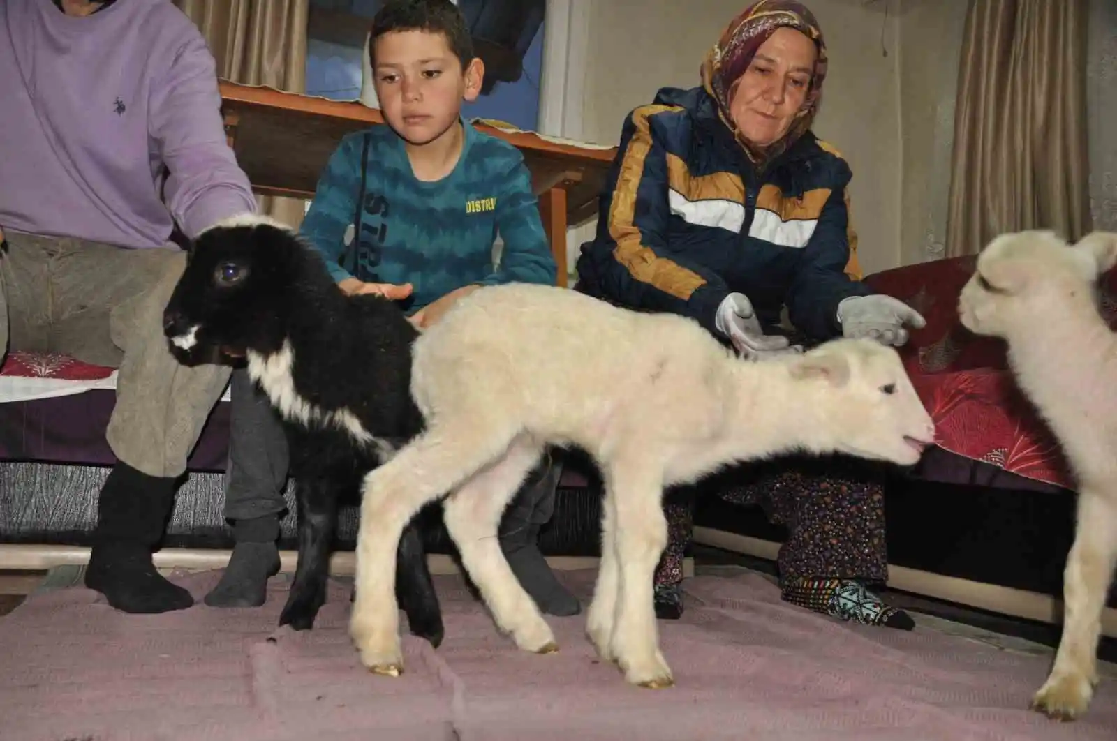 Yeni doğan kuzular donmasın diye evde bakıyorlar
