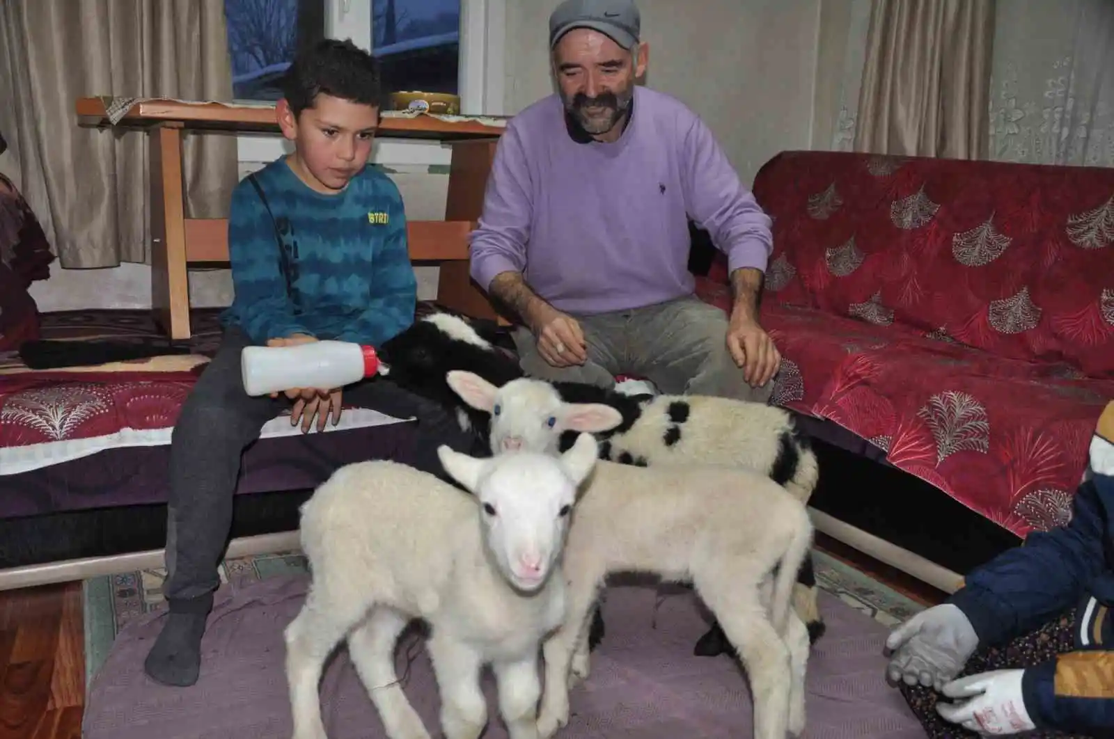 Yeni doğan kuzular donmasın diye evde bakıyorlar
