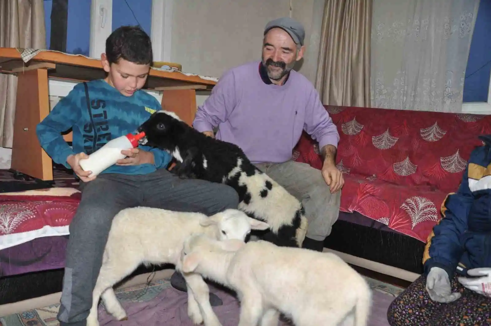 Yeni doğan kuzular donmasın diye evde bakıyorlar
