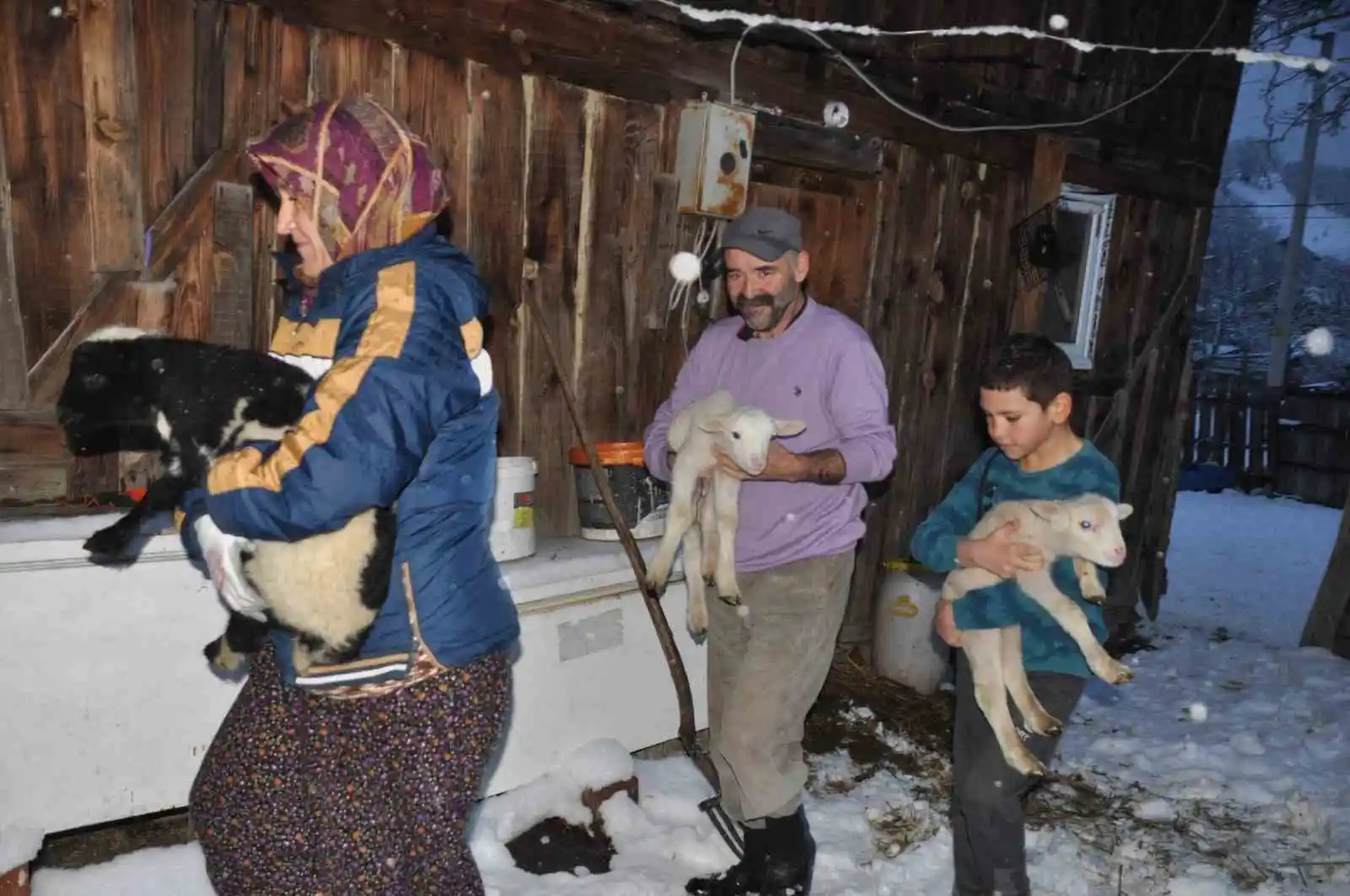 Yeni doğan kuzular donmasın diye evde bakıyorlar
