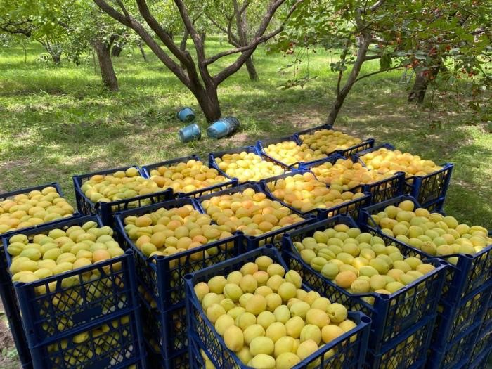 Kağızman kayısısı pazarlarda yerini aldı