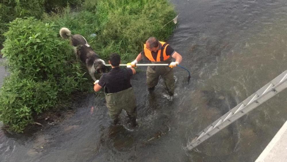 Kars çayına düşen köpek kurtarıldı