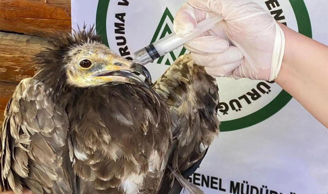 Yaralı Akbaba ve Kızıl Şahin Kars'ta tedavi altına alındı