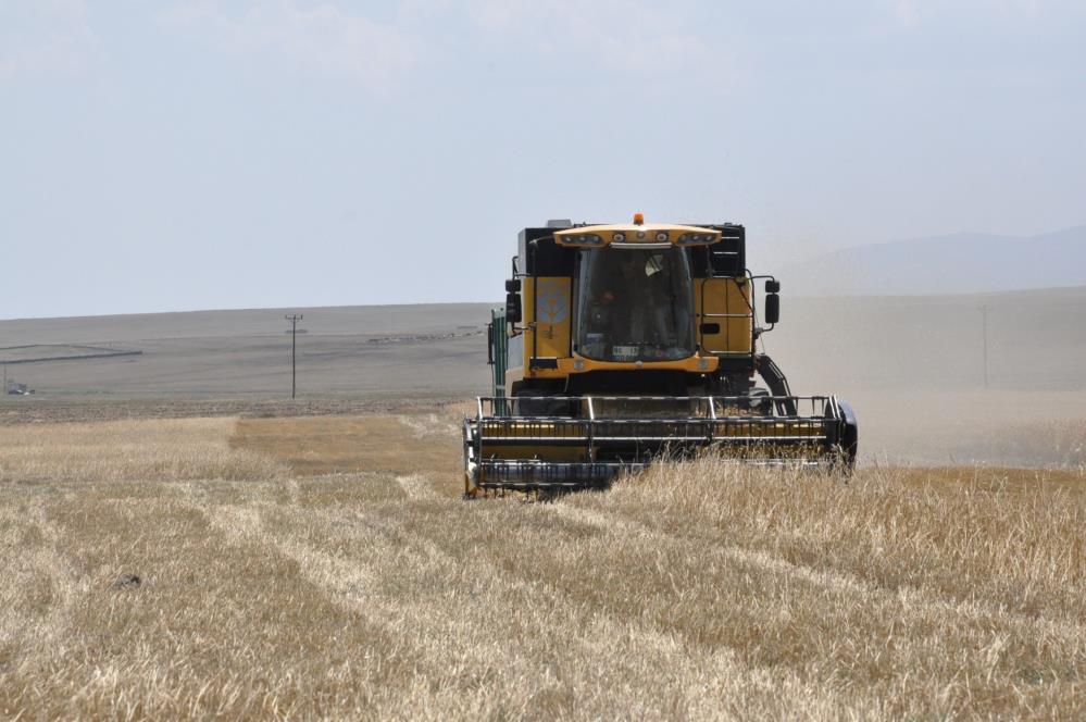 Kars'ta arpa hasadı başladı