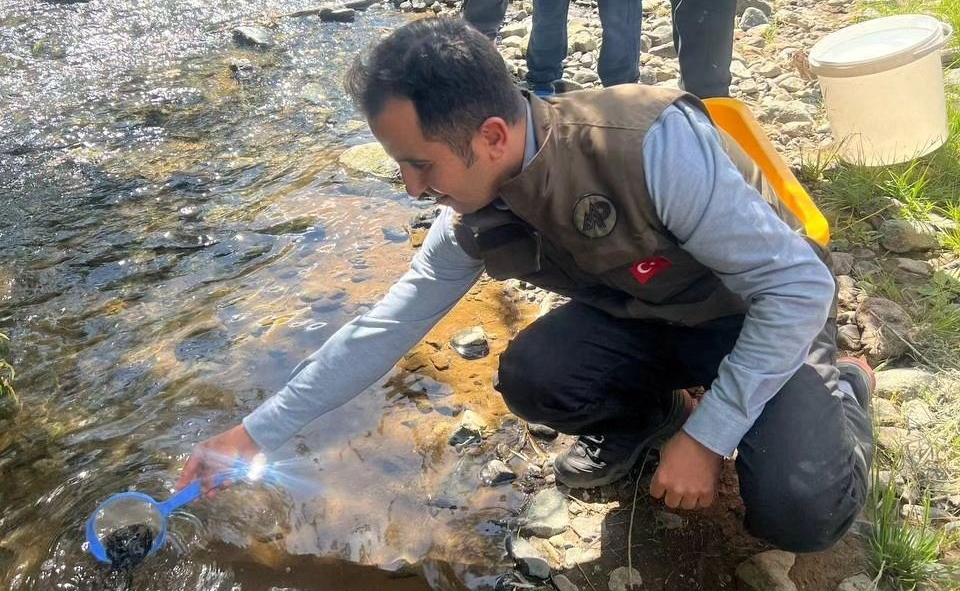 Kars'ta derelere alabalık bırakıldı