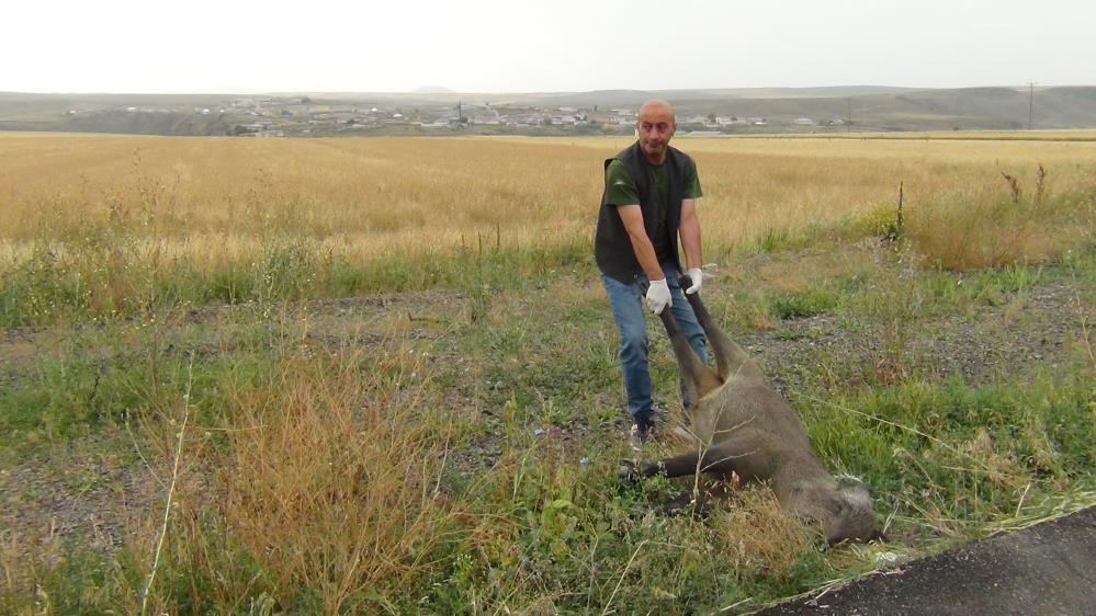 Kars'ta otomobilin çarptığı domuz telef oldu