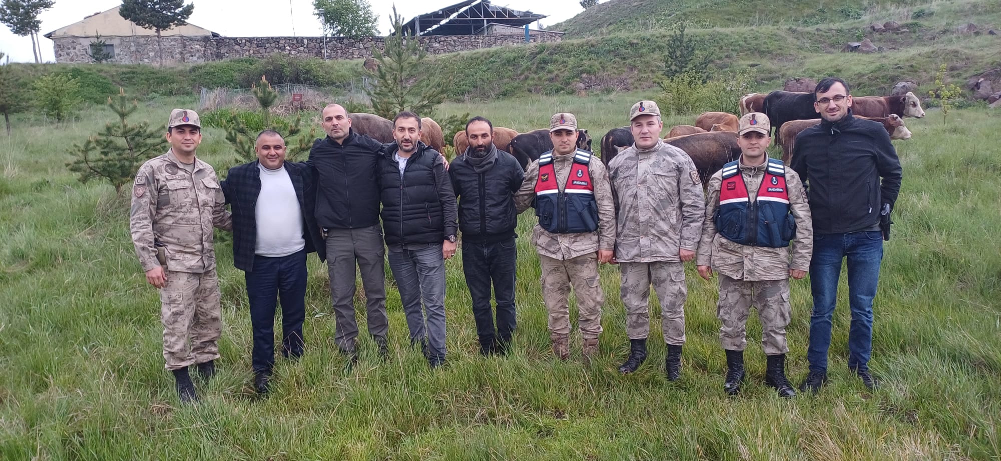 Kars'ta çalınan büyükbaş hayvanlar Ardahan'da bulundu