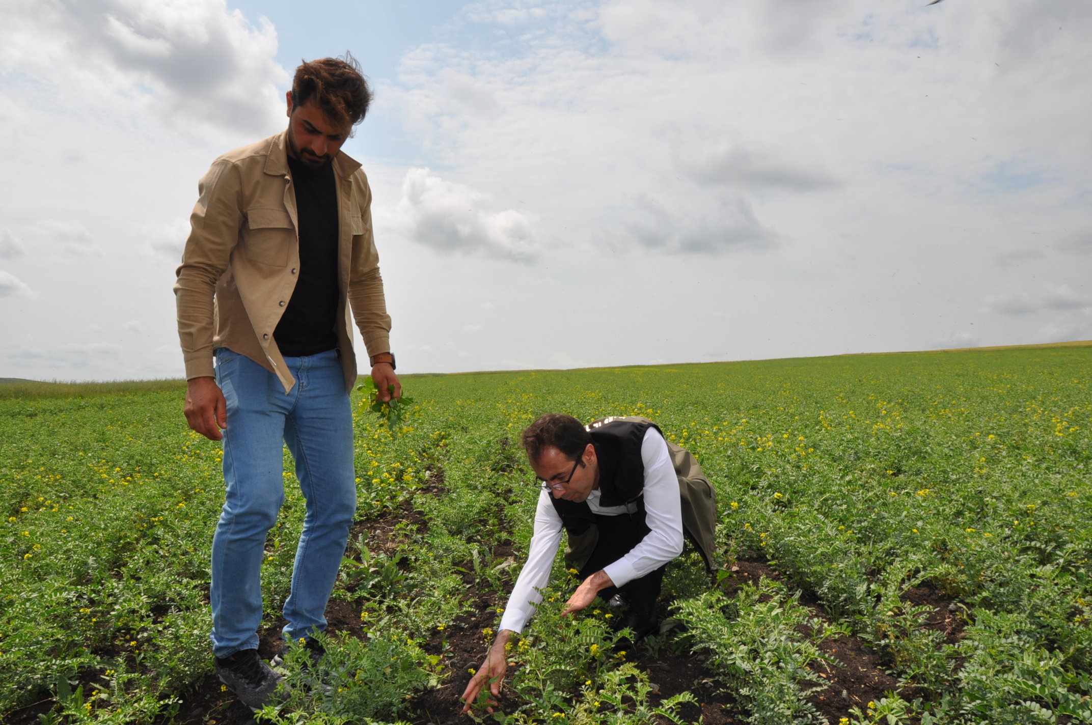 Kars'ta ilk defa nohut ekimi gerçekleşti