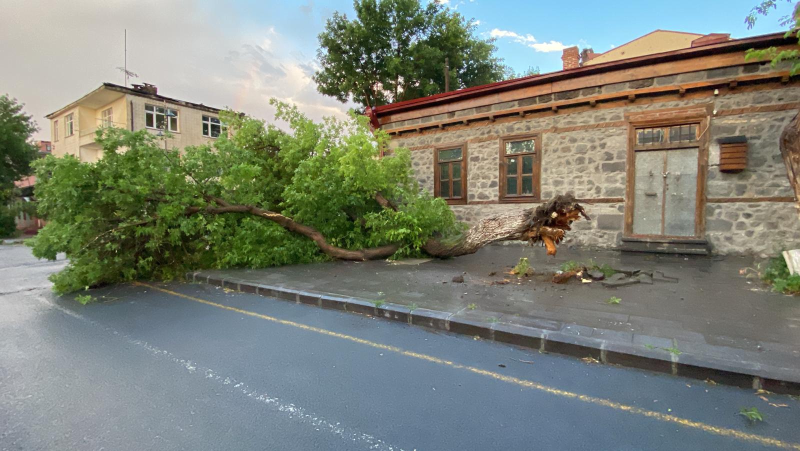 Kars'ta rüzgar ağacı kökünden söktü