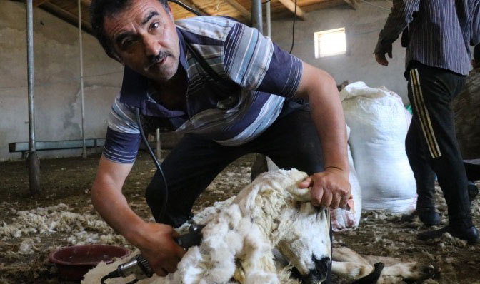 Koyun kırkma küçükbaşlarda sağlık ve süt gelişimin de önemli