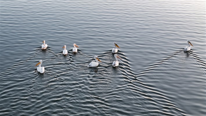 Pelikanlar Kars Baraj Gölü'nde besleniyor