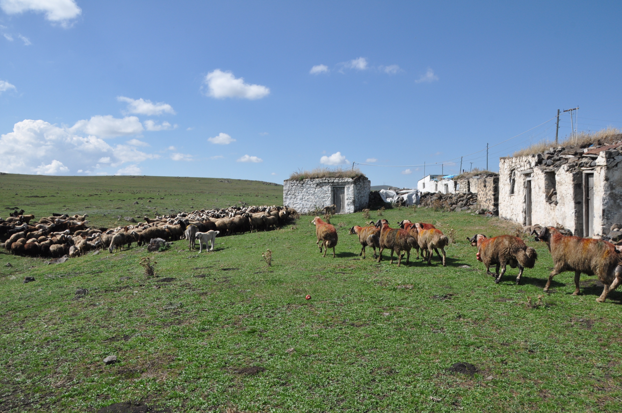 Kars'ta, 'Koç Katımı' düzenlendi