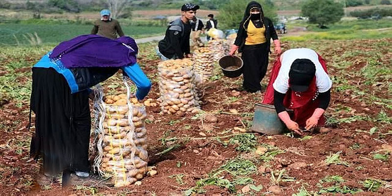 Kars'ta üreticiler patatesleri toplamaya başladı.