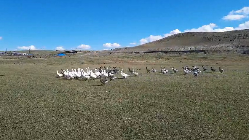 Kars'ta Kazlar Kesim Öncesi Derelerde Yüzdürülüyor