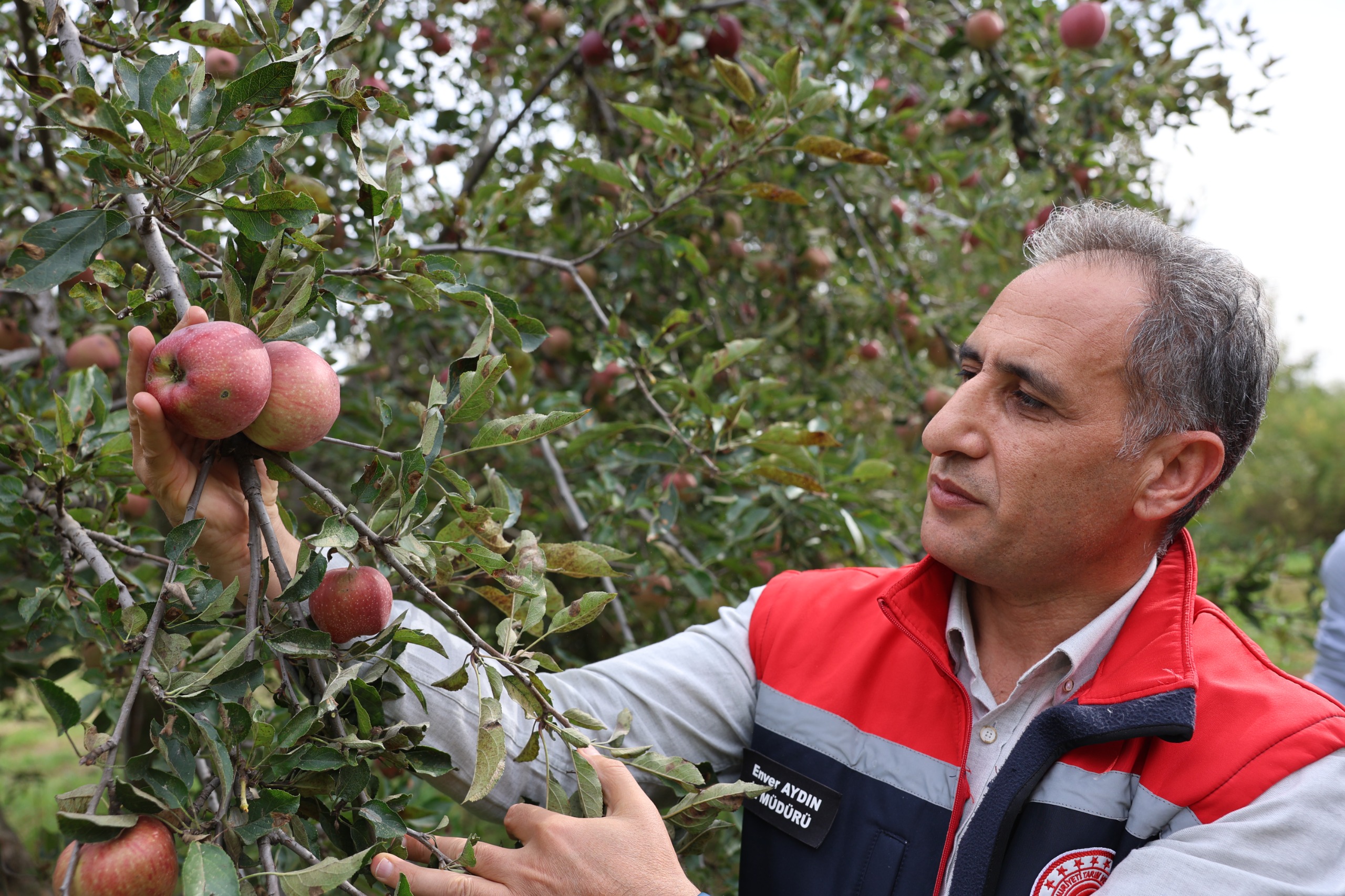 Kars'ta organik elma hasadı başladı