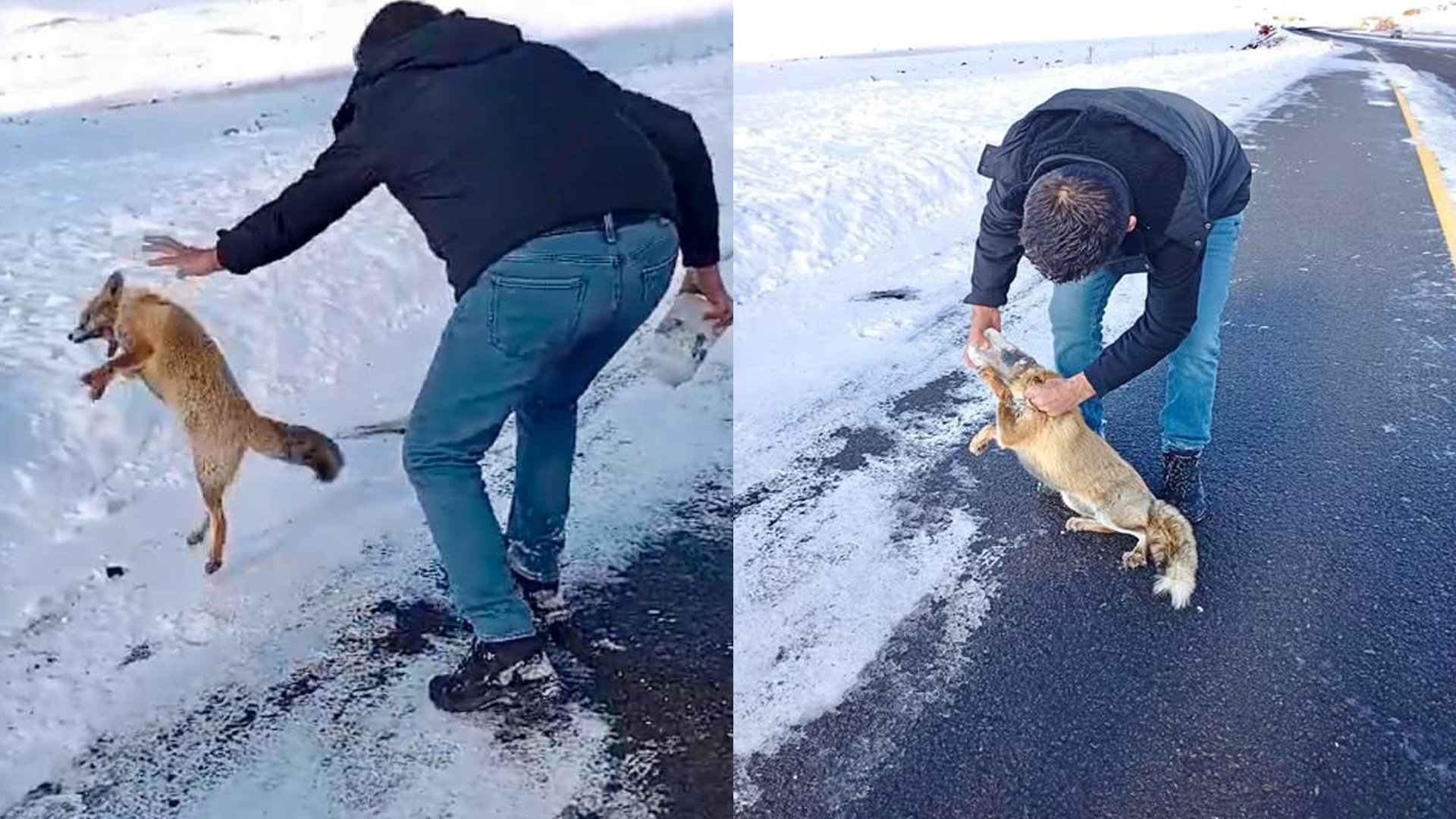 Kafası kutuya sıkışan tilki kurtarıldı