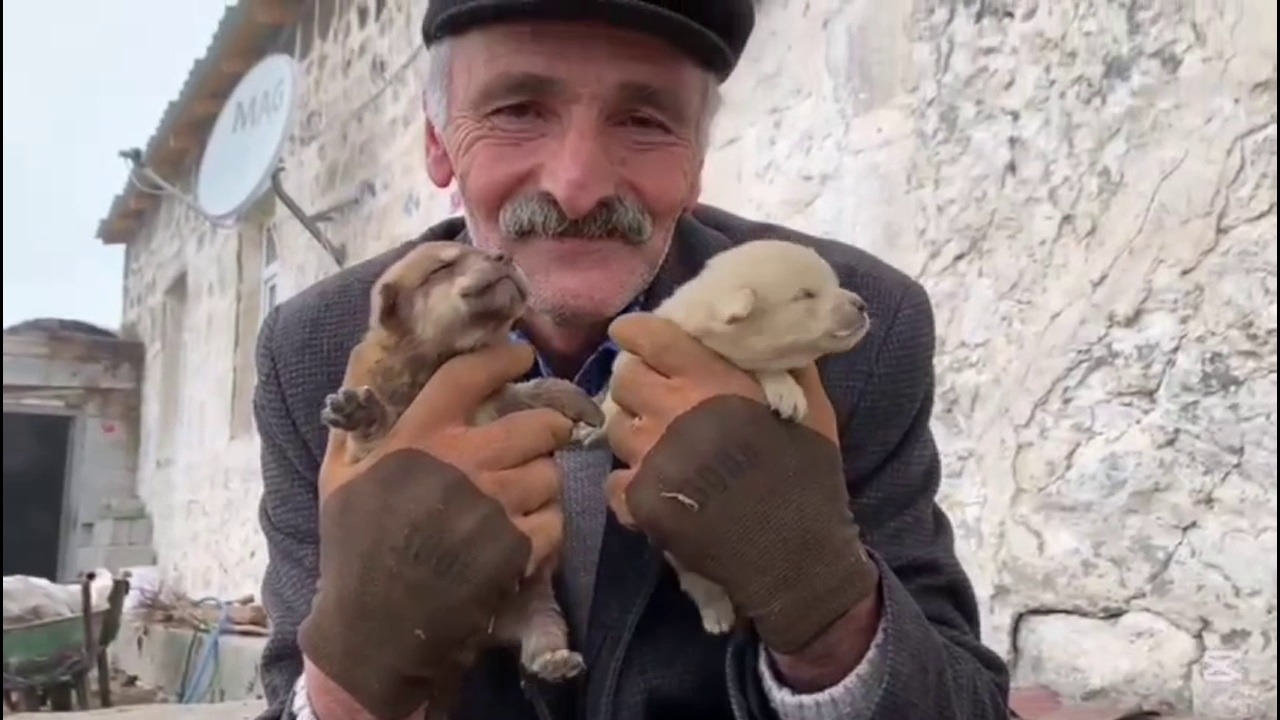 Annesiz kalan yavru köpekleri biberonla besliyorlar