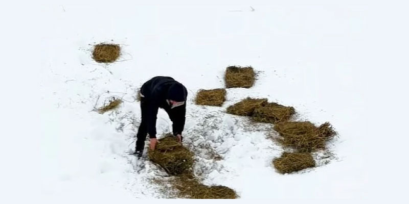 Kars'ta yaban hayvanları için doğaya yem bırakıldı